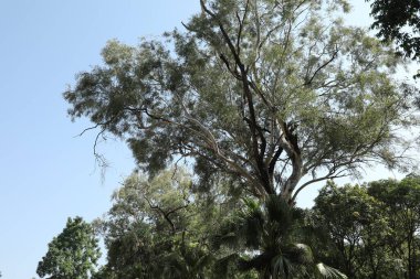 Kırsal Köy Bölgesi Hindistan