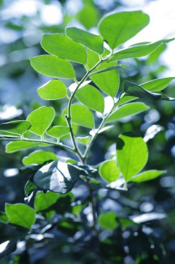 Hint İlaçlı Bitki Yaprak makro shot 'ı