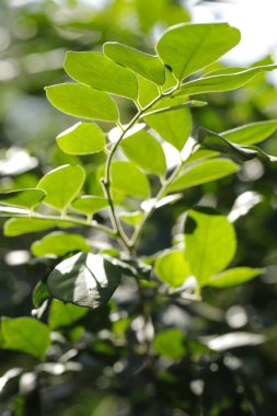 Hint İlaçlı Bitki Yaprak makro shot 'ı