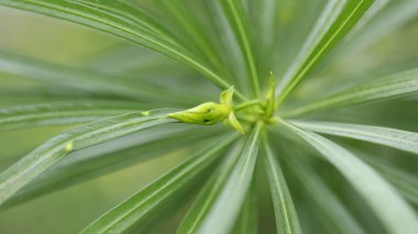 Ağaçtaki Hint İlaçlı Meyveleri