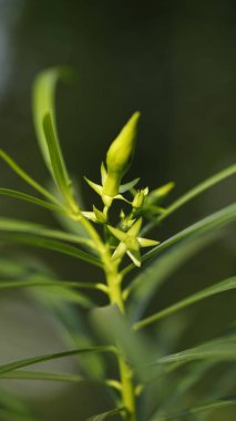 Ağaçtaki Hint İlaçlı Meyveleri