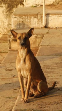 Kırsal bölgedeki Sokak Köpeği