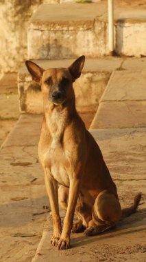 Kırsal bölgedeki Sokak Köpeği