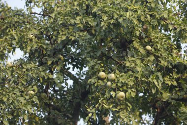 Ağaçtaki Hint İlaçlı Meyveleri