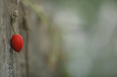 Ağaçtaki Hint İlacı Meyvesi