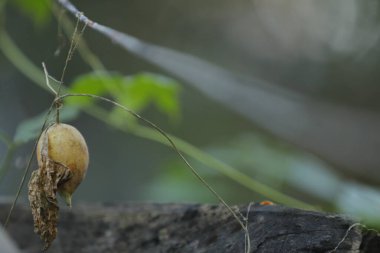 Ağaçtaki Hint İlacı Meyvesi