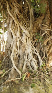 Huge tree Trunk texture