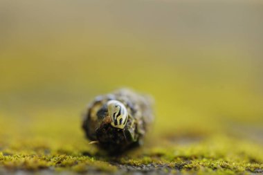Indian Medicated Plant Leaf
