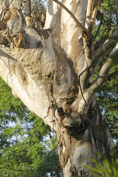 Ayurveda Träd Stam Struktur — Stockfoto