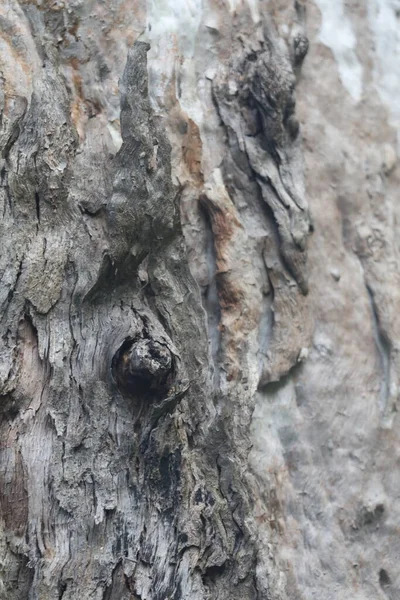 アーユルヴェーダの木の幹の質感 — ストック写真