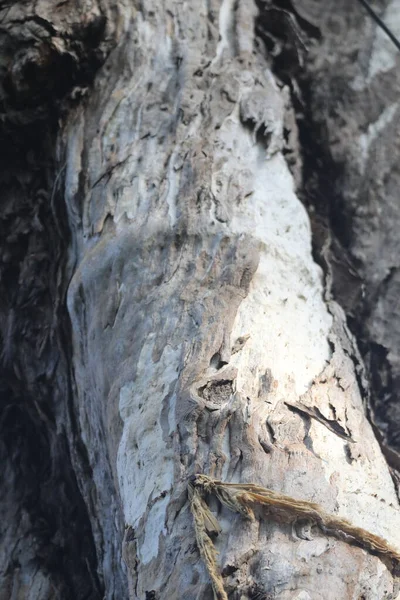 Ayurveda Tree Trunk Texture — 스톡 사진