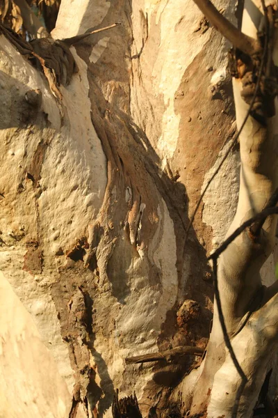 Ayurveda Tree Trunk Texture — 스톡 사진