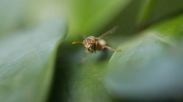 葉の昆虫はえ — ストック写真