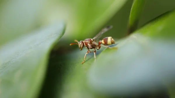 Insekt Fliegt Auf Dem Blatt — Stockfoto