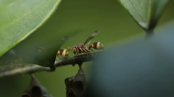 Insect Fly Leaf — Stock Photo, Image