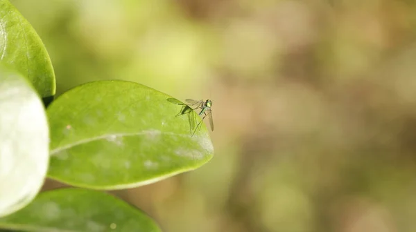 Εντόμων Μύγα Από Φύλλο — Φωτογραφία Αρχείου
