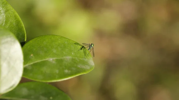 Insekt Fliegt Auf Dem Blatt — Stockfoto