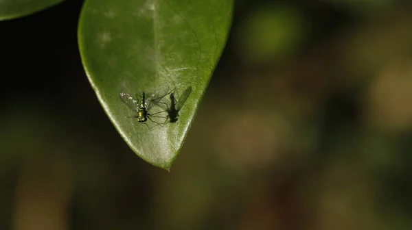 Mosca Insectos Hoja —  Fotos de Stock