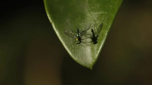 Insekt Fliegt Auf Dem Blatt — Stockfoto