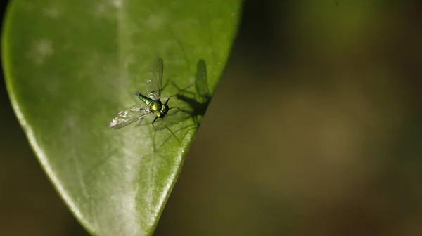 Комахи Літають Листі — стокове фото