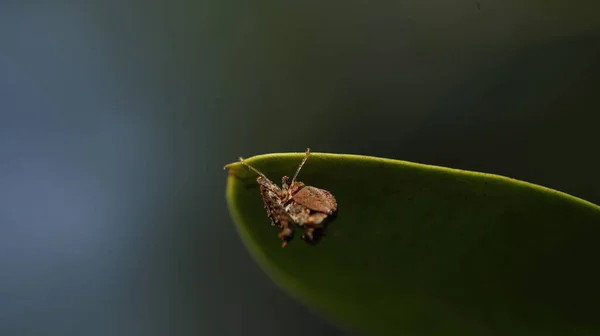 葉の昆虫はえ — ストック写真