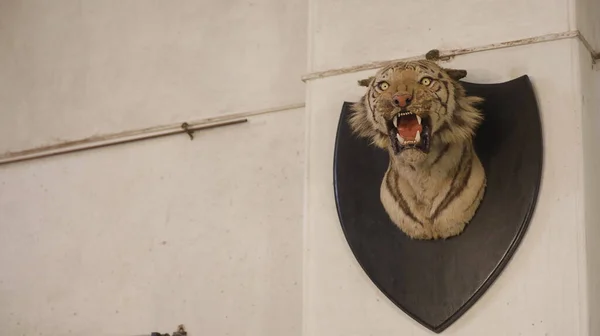 Tiger Head Decoration Wall — Foto Stock