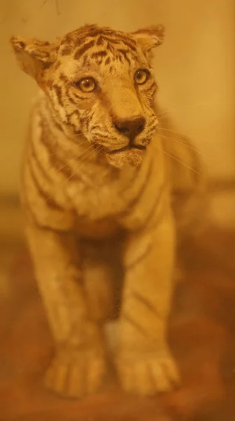 Tiger Head Decoration Wall — 图库照片
