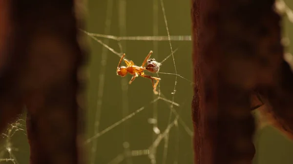 Dead Red Ant Web — Fotografia de Stock