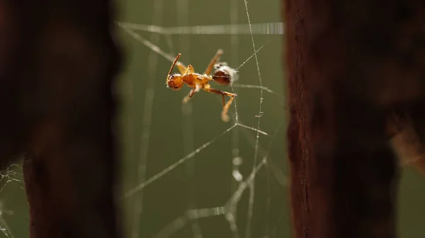 Dead Red Ant Web — Fotografia de Stock