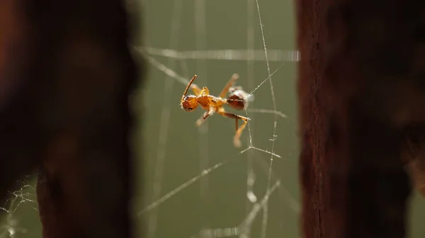 Dead Red Ant Web — Stock Photo, Image