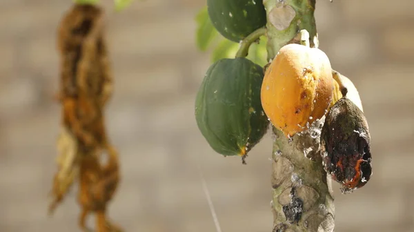 Παπάγια Φρούτα Στο Δέντρο Στον Κήπο — Φωτογραφία Αρχείου