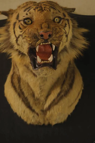 Tiger Head Decoration Wall — Foto de Stock