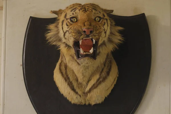 Tiger Head Decoration Wall — Zdjęcie stockowe