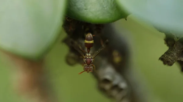 木の上の昆虫の家 — ストック写真