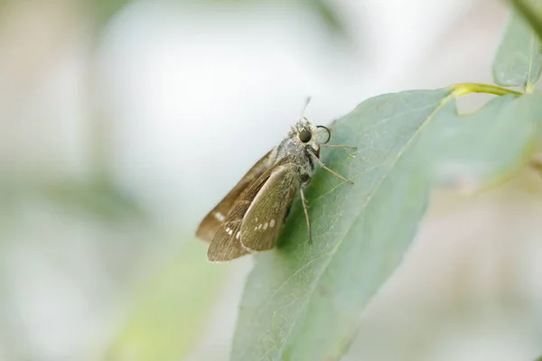 Mosca Inseto Folha — Fotografia de Stock