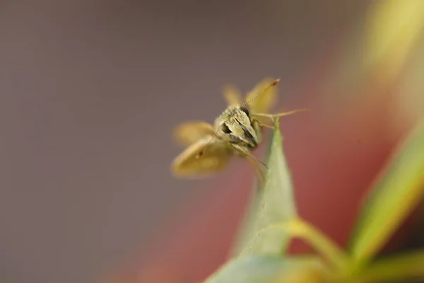 Insect Vlieg Het Blad — Stockfoto