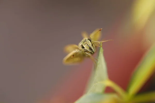 Insect Vlieg Het Blad — Stockfoto