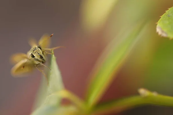 Insetto Volare Sulla Foglia — Foto Stock