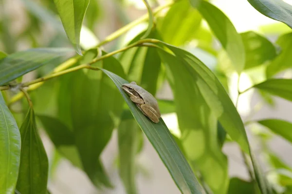 Frog Sleeping Leaf — Fotografia de Stock