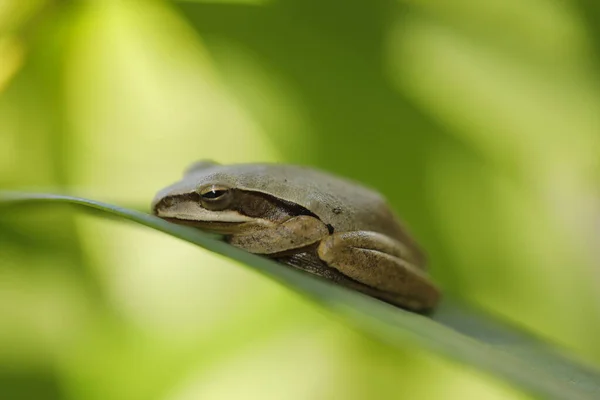 Frog Sleeping Leaf — Photo