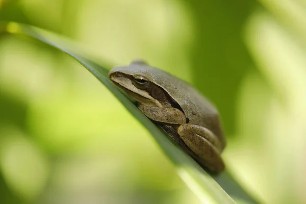 Frog Sleeping Leaf — Zdjęcie stockowe