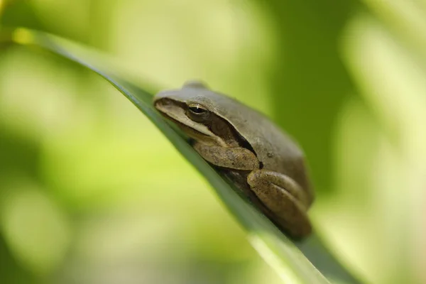 Frog Sleeping Leaf — Fotografia de Stock