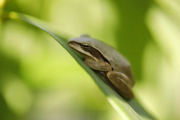 Frog Sleeping Leaf — Photo