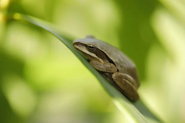 Frog Sleeping Leaf — Zdjęcie stockowe