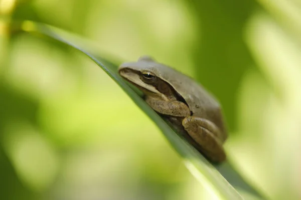 Frog Sleeping Leaf — Foto de Stock