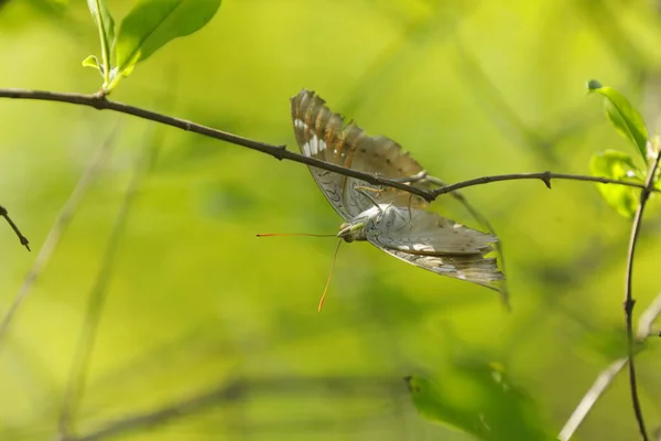 Primer Plano Una Mariposa —  Fotos de Stock