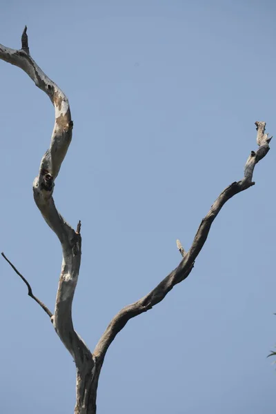 Doğada Kuru Ağaç Gövdesi Dokusu — Stok fotoğraf