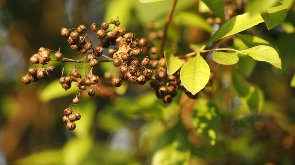 Frutas Medicadas Indianas Uma Árvore — Fotografia de Stock