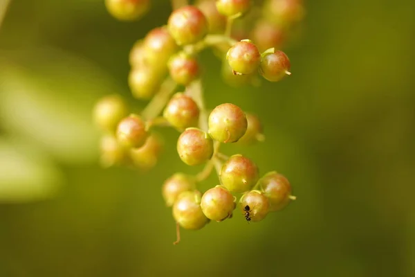 Frutas Medicadas Indianas Uma Árvore — Fotografia de Stock