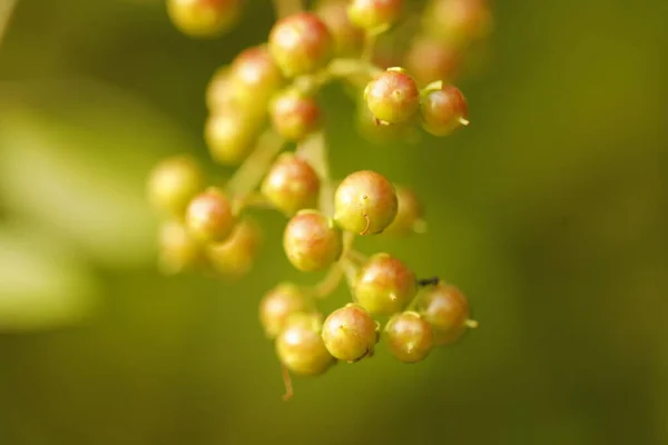 Frutti Medicati Indiani Albero — Foto Stock